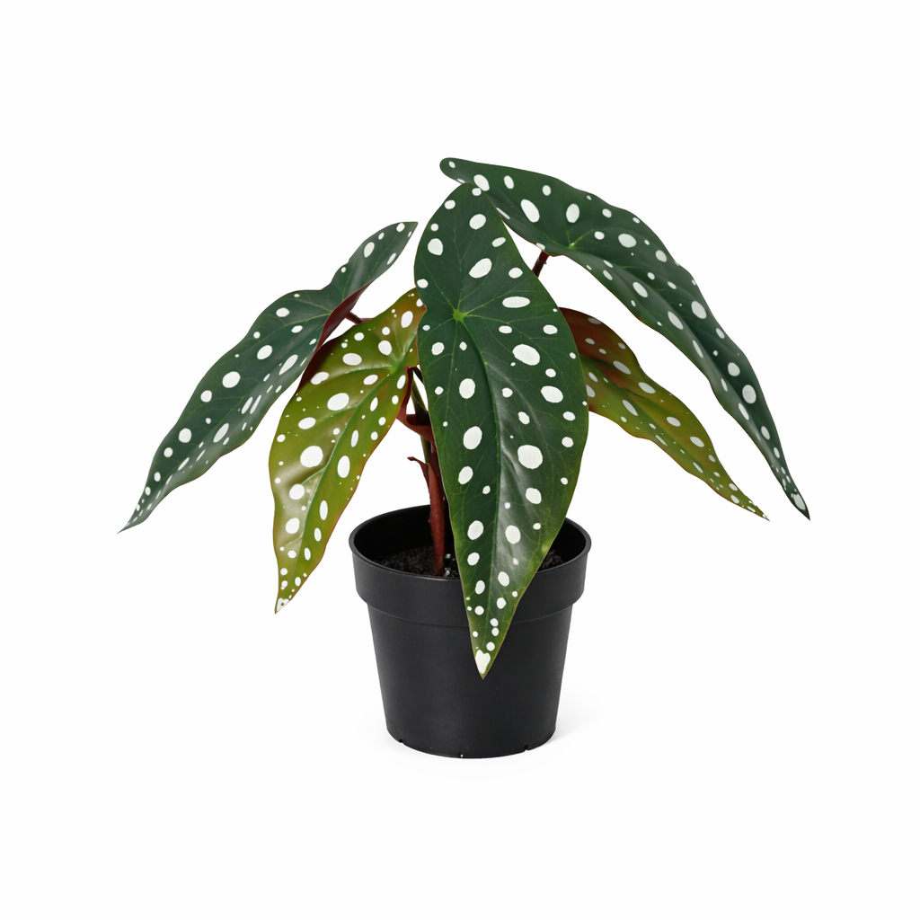 Kunstplant Begonia Maculata 24cm - ø9