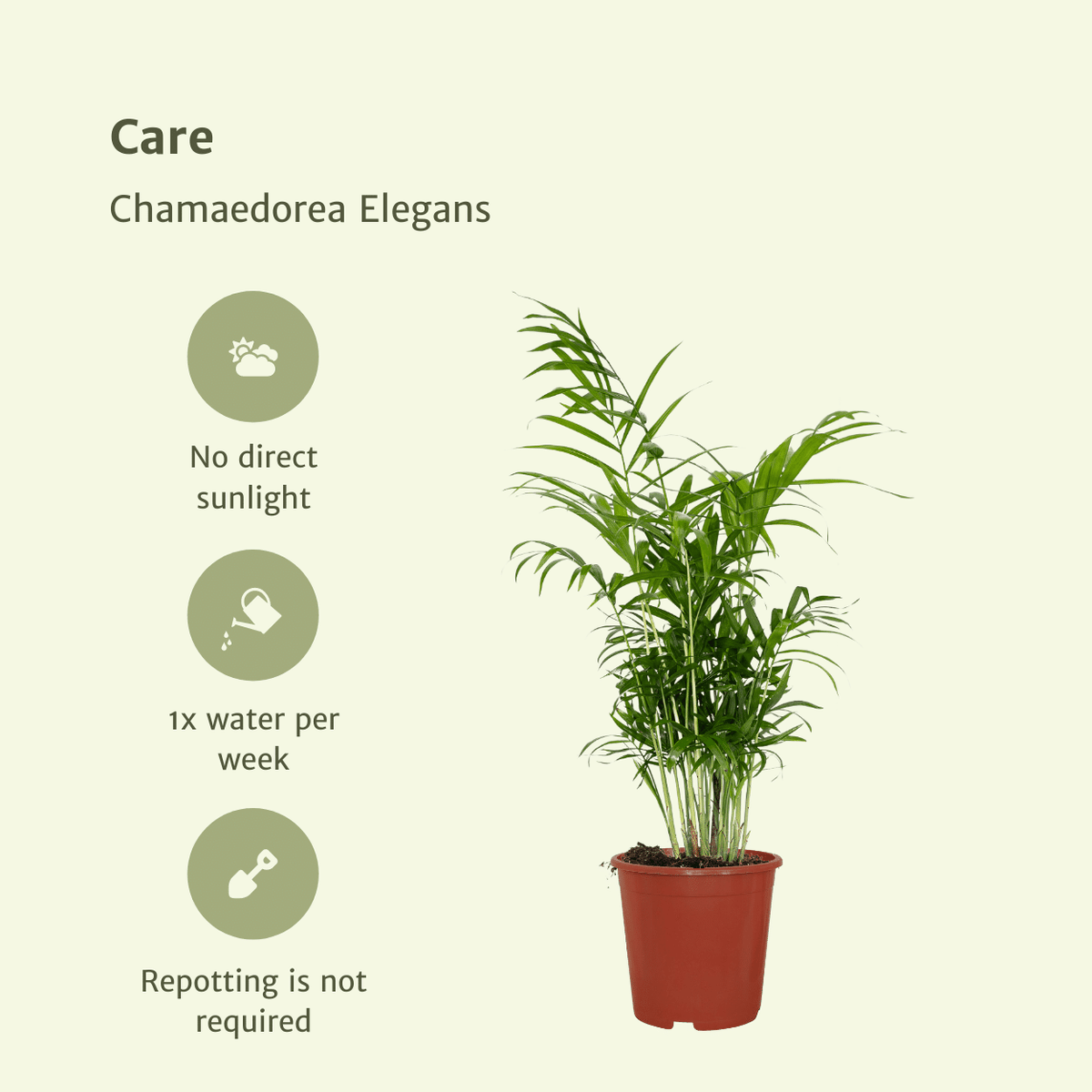 Mexicaanse bergpalm (Chamaedorea elegans)