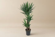 Yucca Elephantipes
