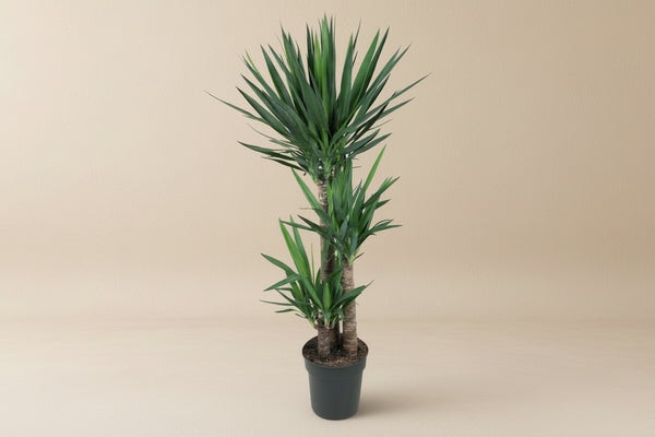 Yucca (Yucca elephantipes) 140 cm høj, potte ø27 cm
