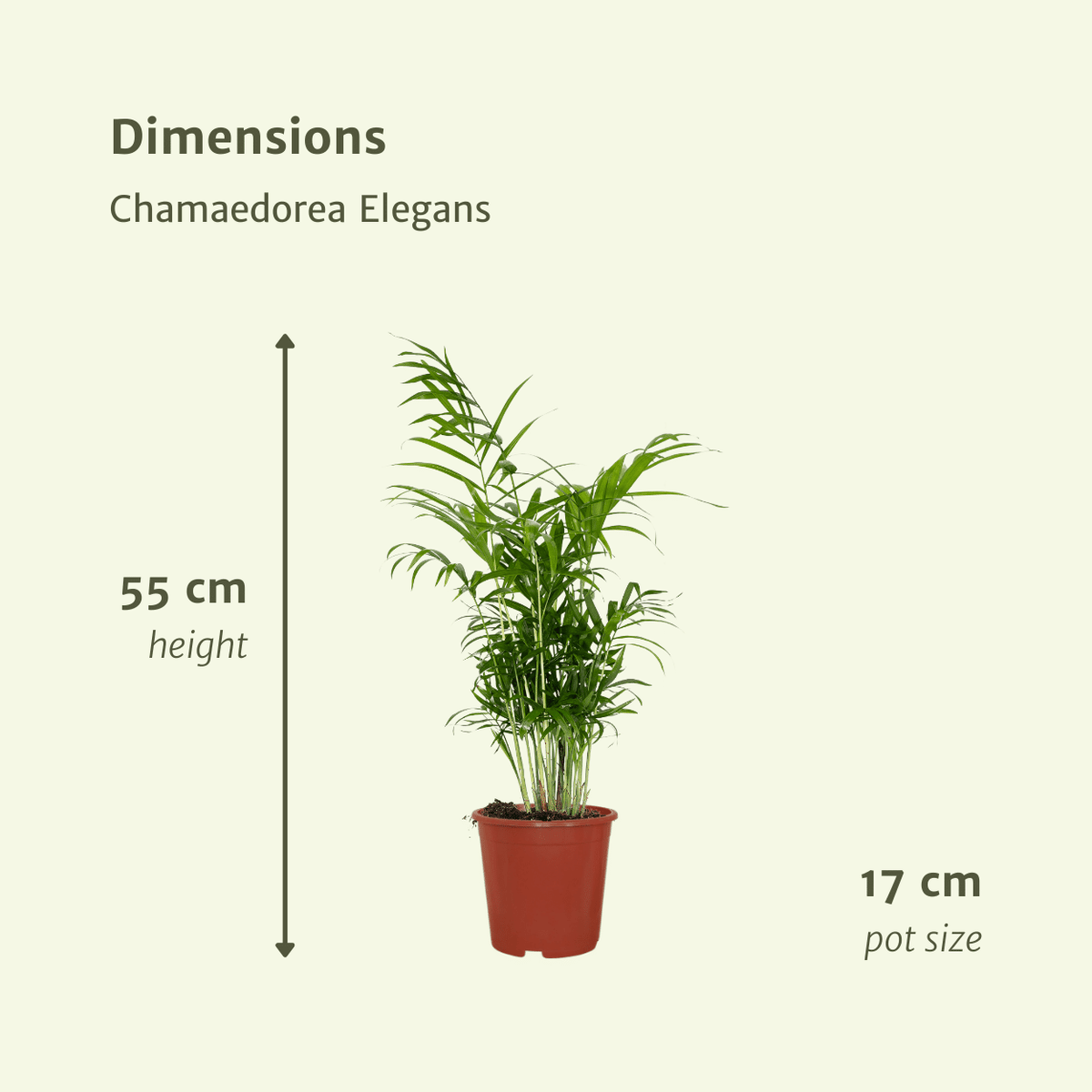 Mexicaanse bergpalm (Chamaedorea elegans)