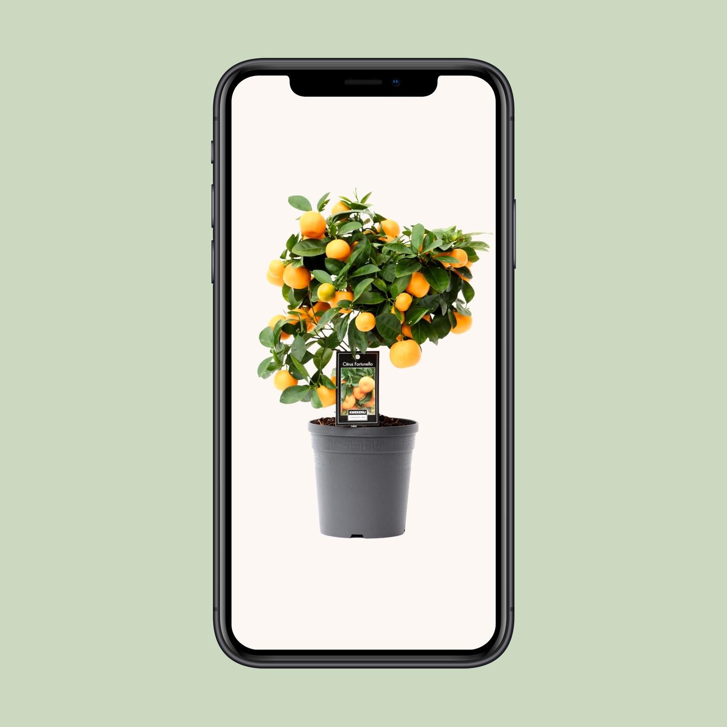 Calamondinboom (Citrus mitis) 40 cm hoog, pot ø15 cm