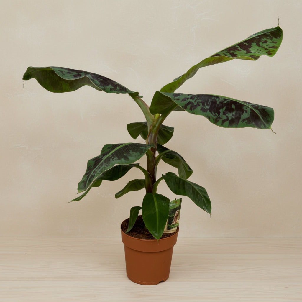 Bananenplant (Musa) - 80 cm - ø21cm