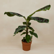 Musa (Bananenplant) op 80cm — XXLplant