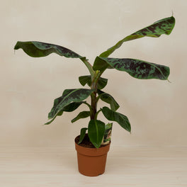 80 cm