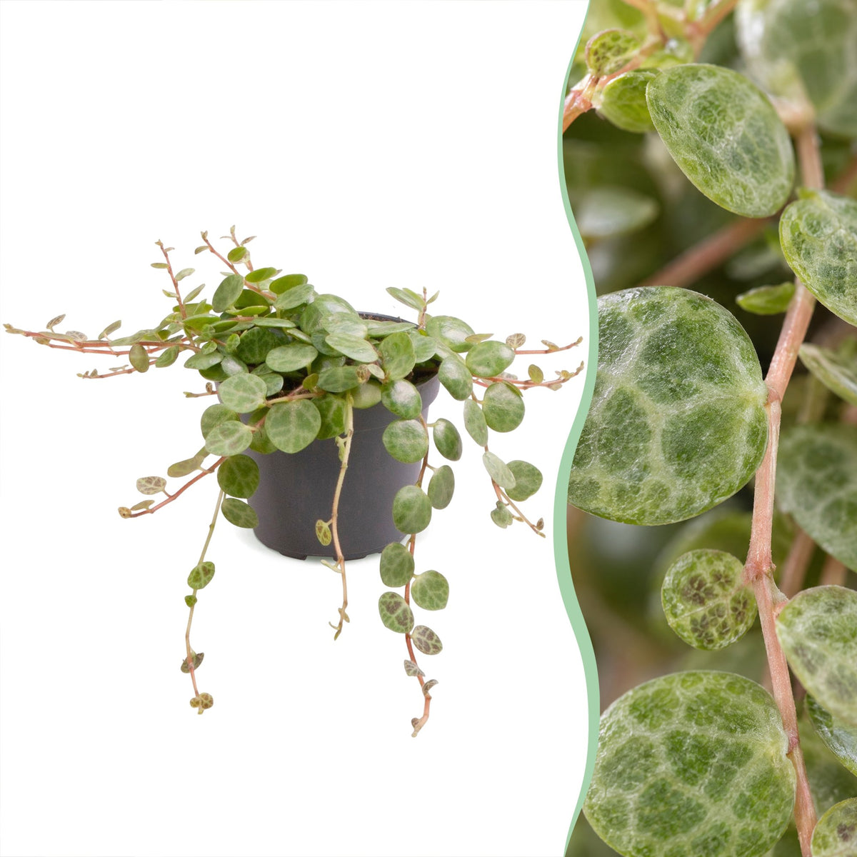 Schildpadpeperomia (Peperomia prostrata)