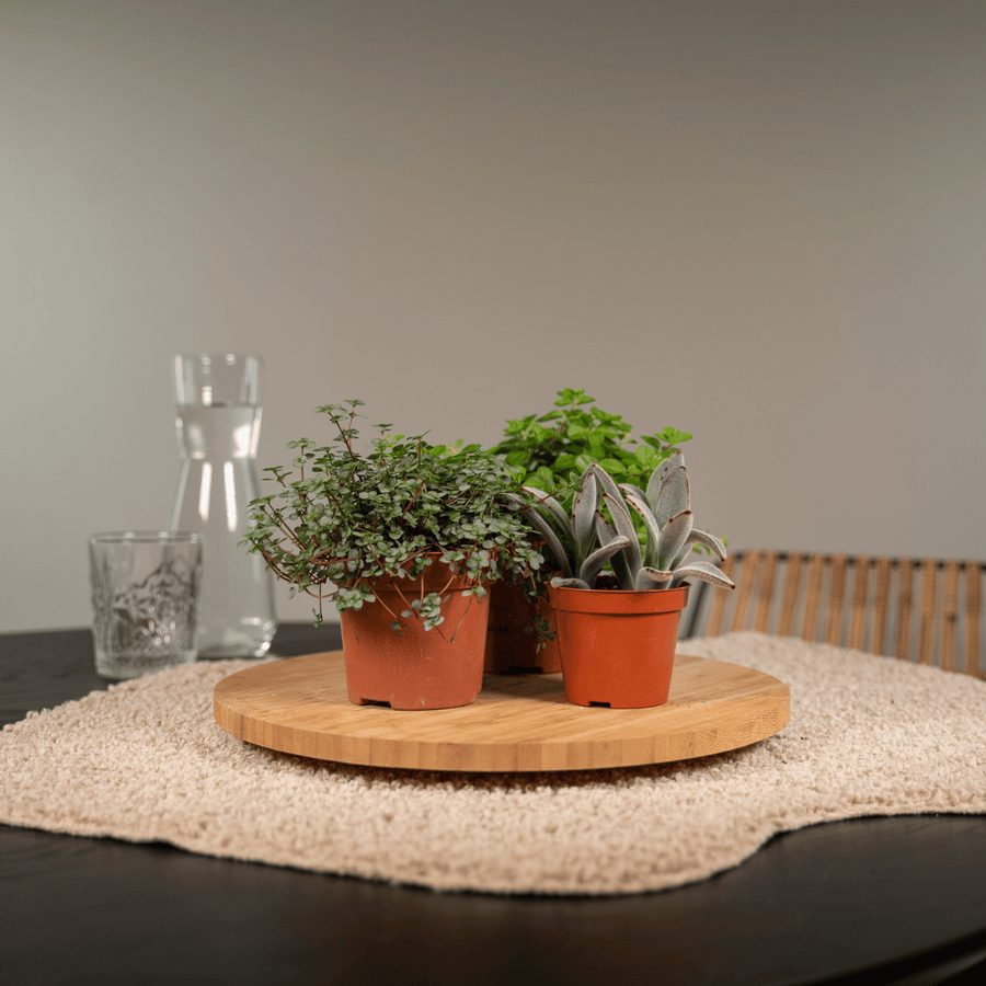 Succulenten mix 10 cm (9 planten, pot ø8,5 cm)