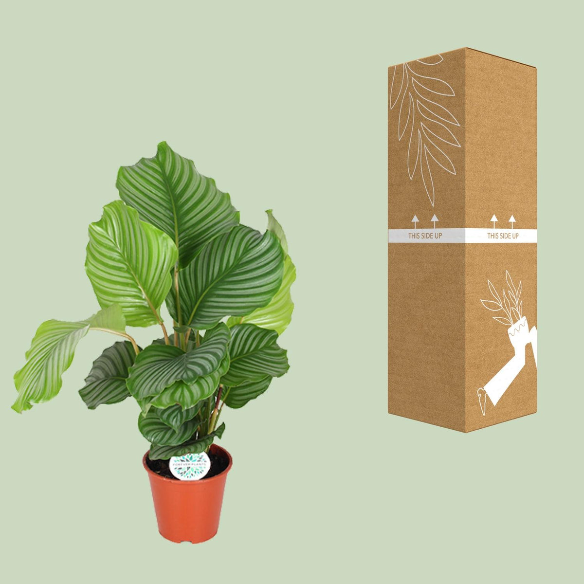 Calathea 60 cm tall, pot ø17 cm