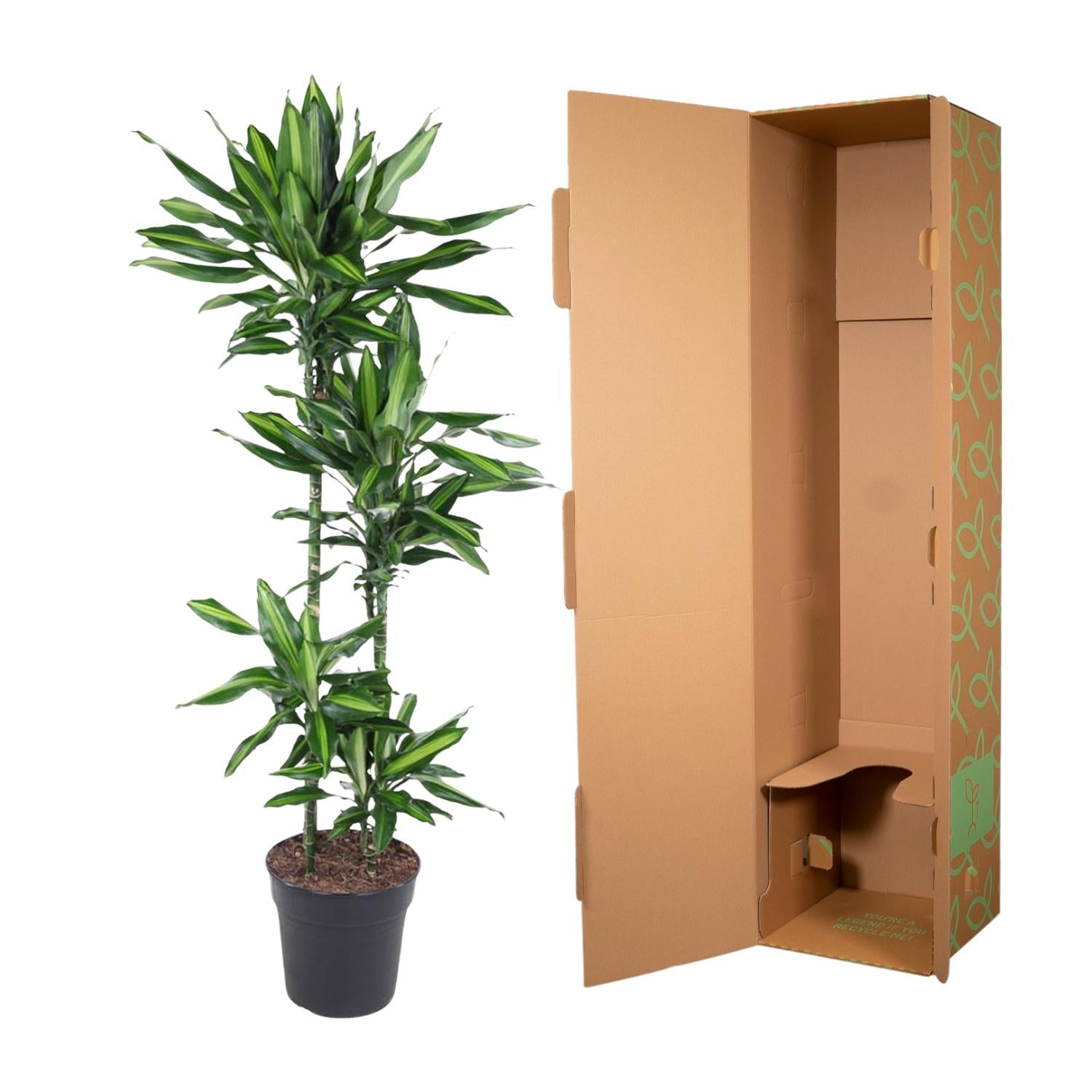 Dracaena Cintho (drakenbloedboom) 150 cm hoog, pot ø27 cm