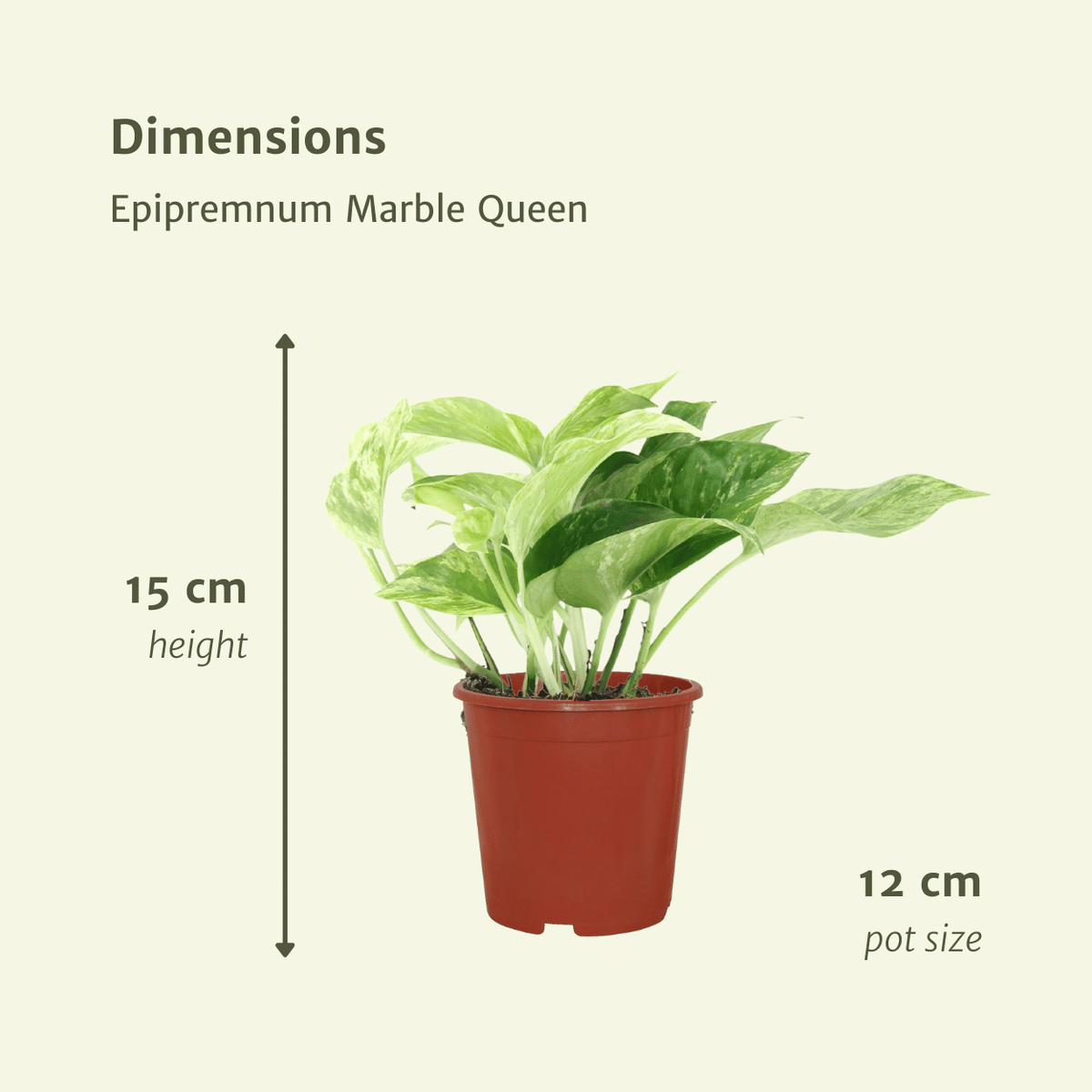 Epipremnum aureum 'Marble Queen'