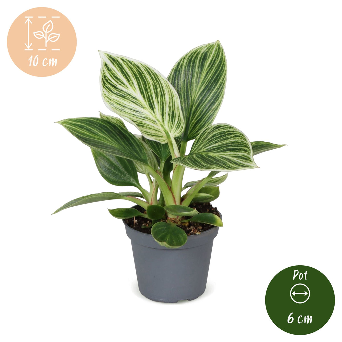 Philodendron 'White Measure' 10 cm de haut, pot ø6 cm