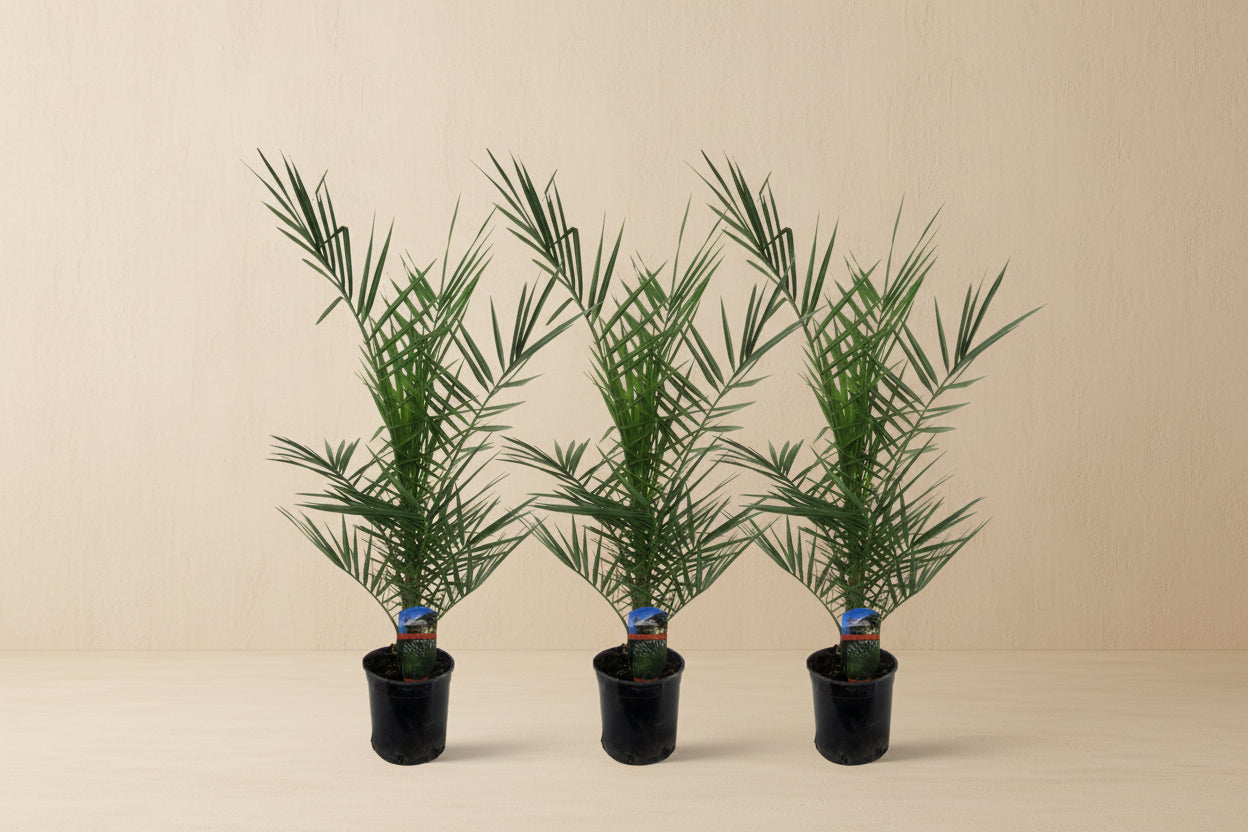 Phoenix Canariensis box (3x) - 80 cm - Ø15