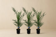 Phoenix canariensis (Dattier) à 80cm — XXLplant