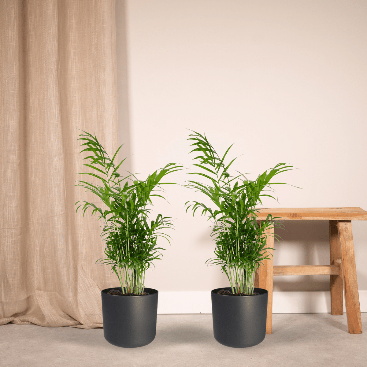 Mexicaanse bergpalm (Chamaedorea elegans)