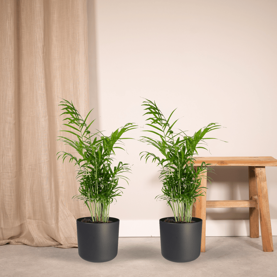 Mexicaanse bergpalm (Chamaedorea elegans) 55 cm hoog, pot ø17 cm, 2 planten