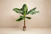 Musa (Bananenplant) op 220cm — XXLplant