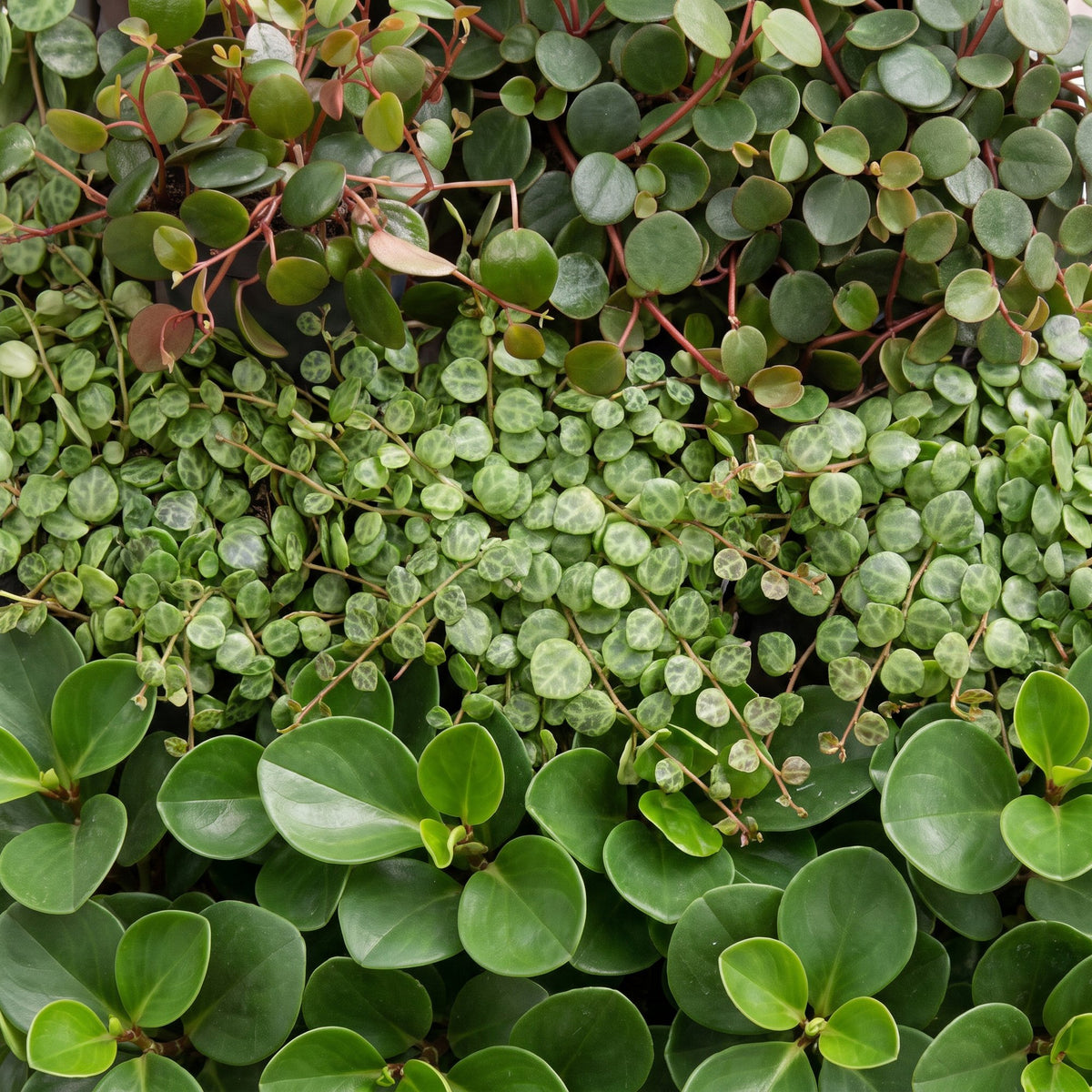 Miks Baby Peperomia