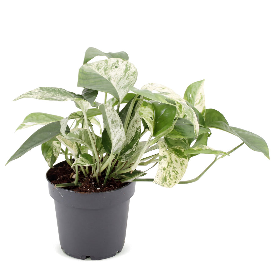 Marmeren scindapsus (Epipremnum 'Marble Variegata') 20 cm hoog, pot ø12 cm