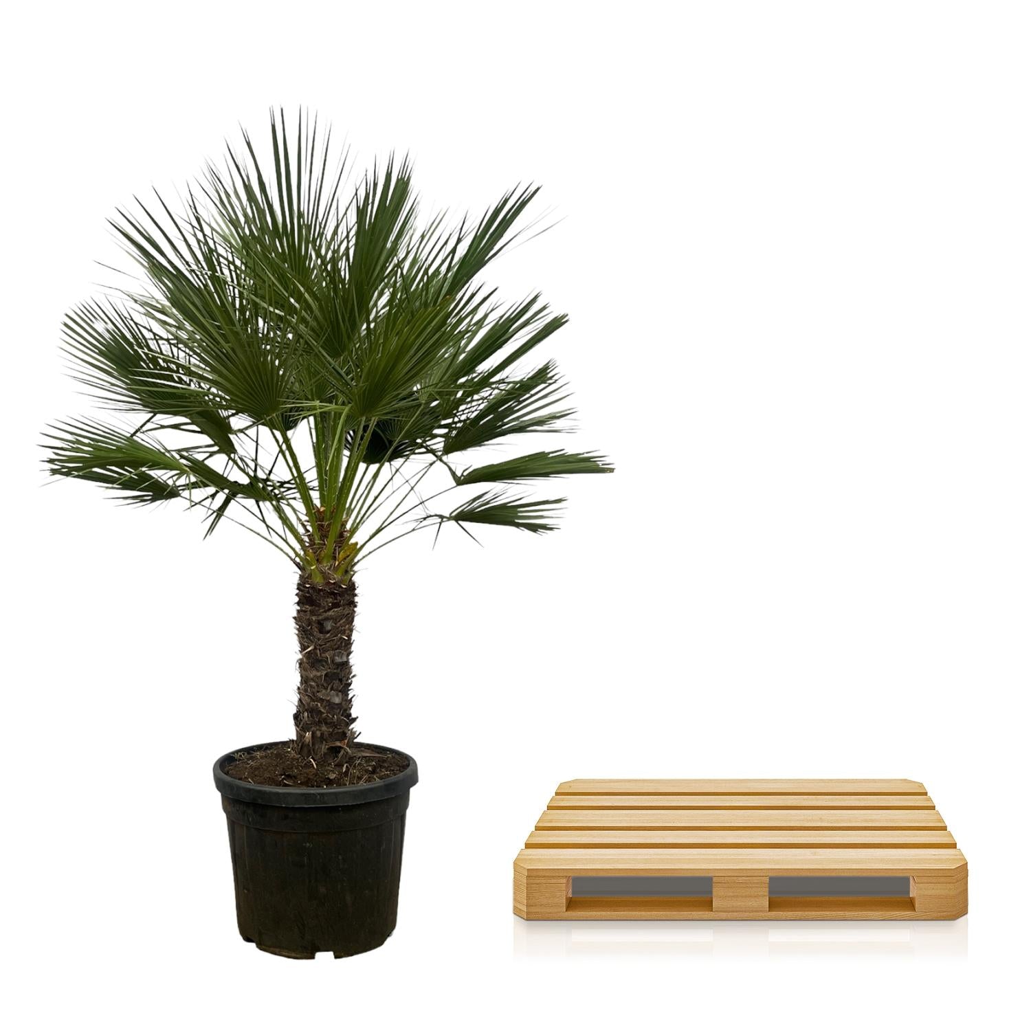 Chamaerops Humilis op stam - 150 cm - Ø45cm - XXLplant