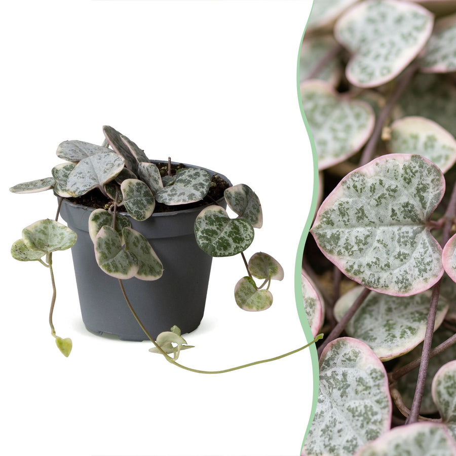 Bonte hartjesplant (Ceropegia woodii 'Variegata') 5 cm hoog, pot ø6 cm