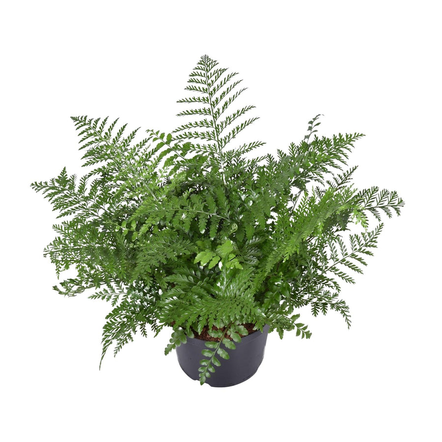 Vogelnestvaren (Asplenium 'Parvati') 55 cm hoog, pot ø23 cm