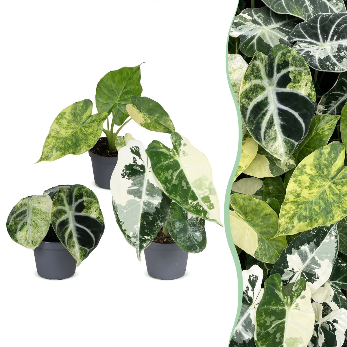 Baby-Alocasia Tricolour Variegata