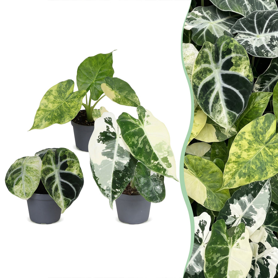 Baby-Alocasia Tricolour Variegata (3 Pflanzen, Topf ø6 cm)