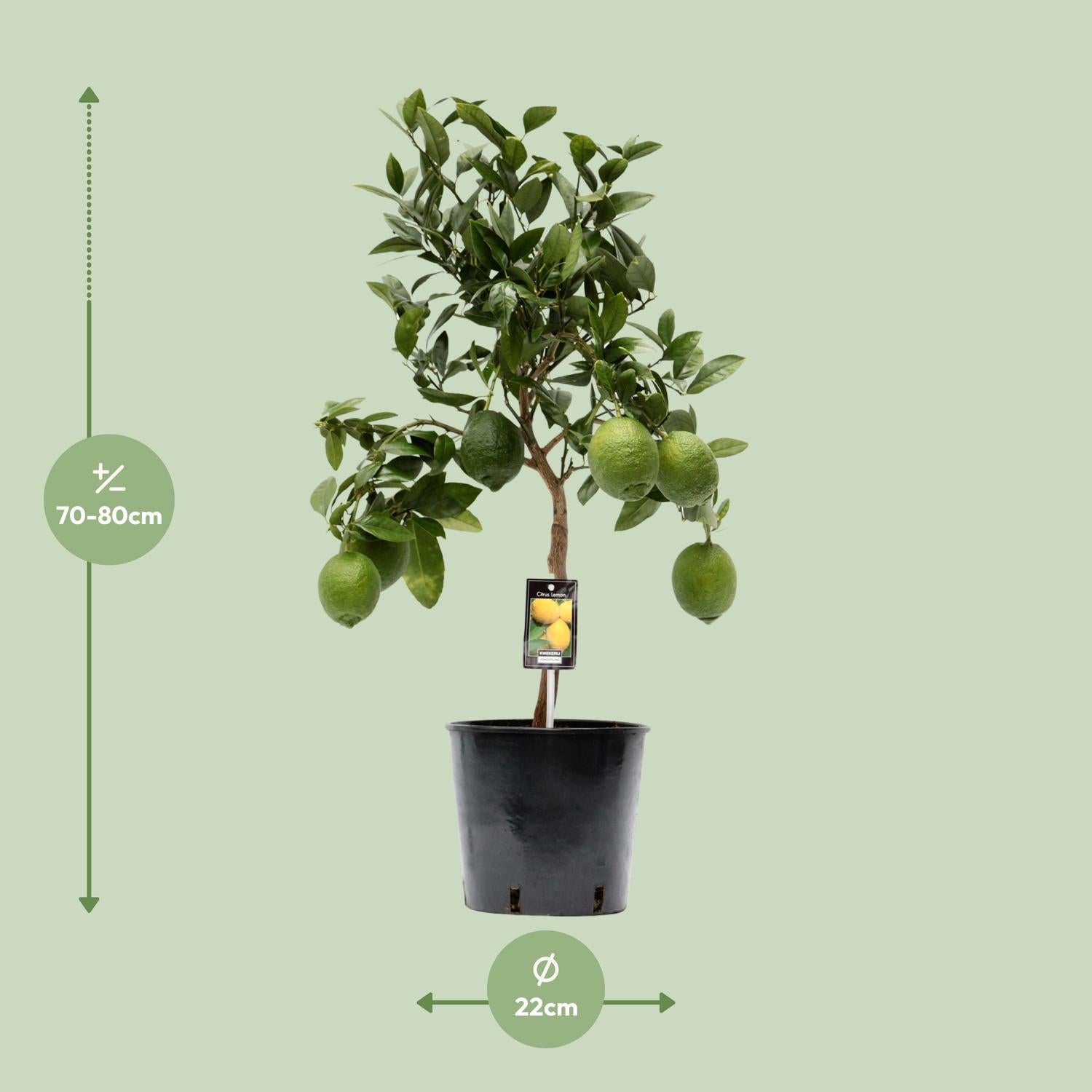 Citroenboom (Citrus limon) 80 cm hoog, pot ø22 cm