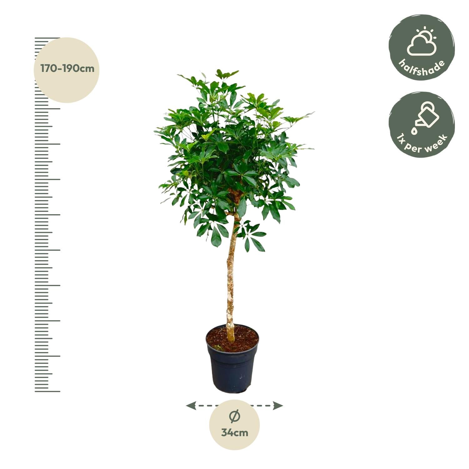Schefflera on trunk - 170cm - ø30