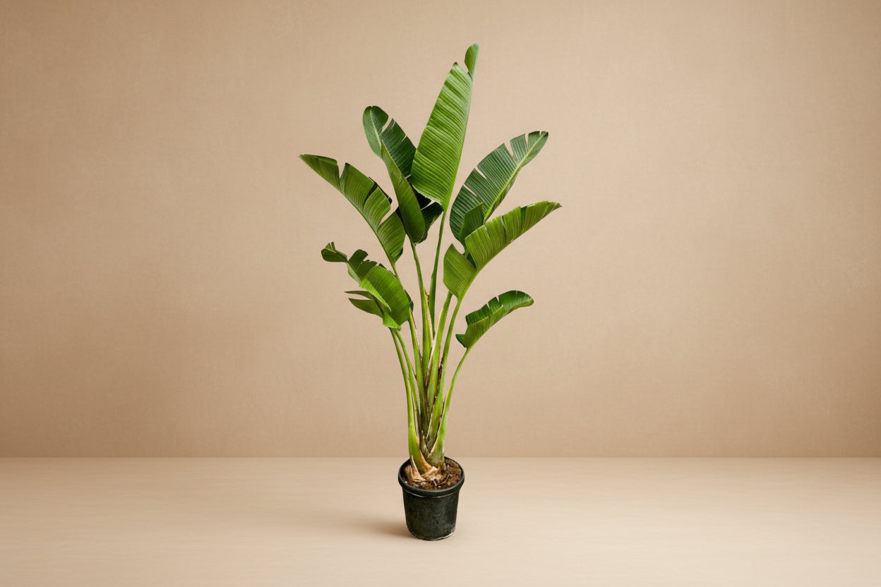 Strelitzia Augusta - 250cm - ⌀45 - XXLplant