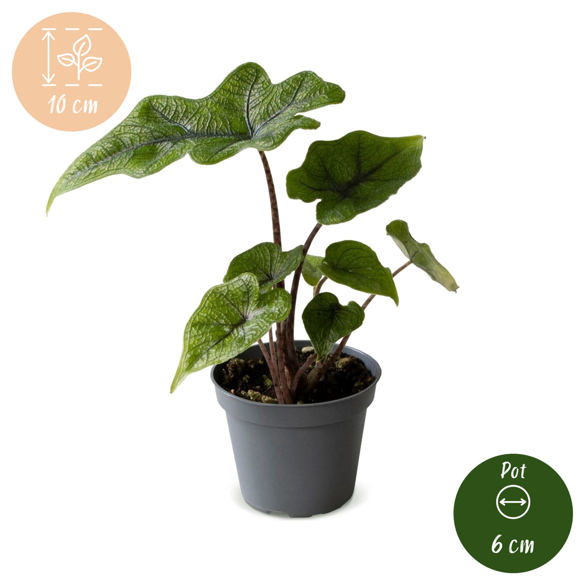 Alocasia 'Jacklyn'