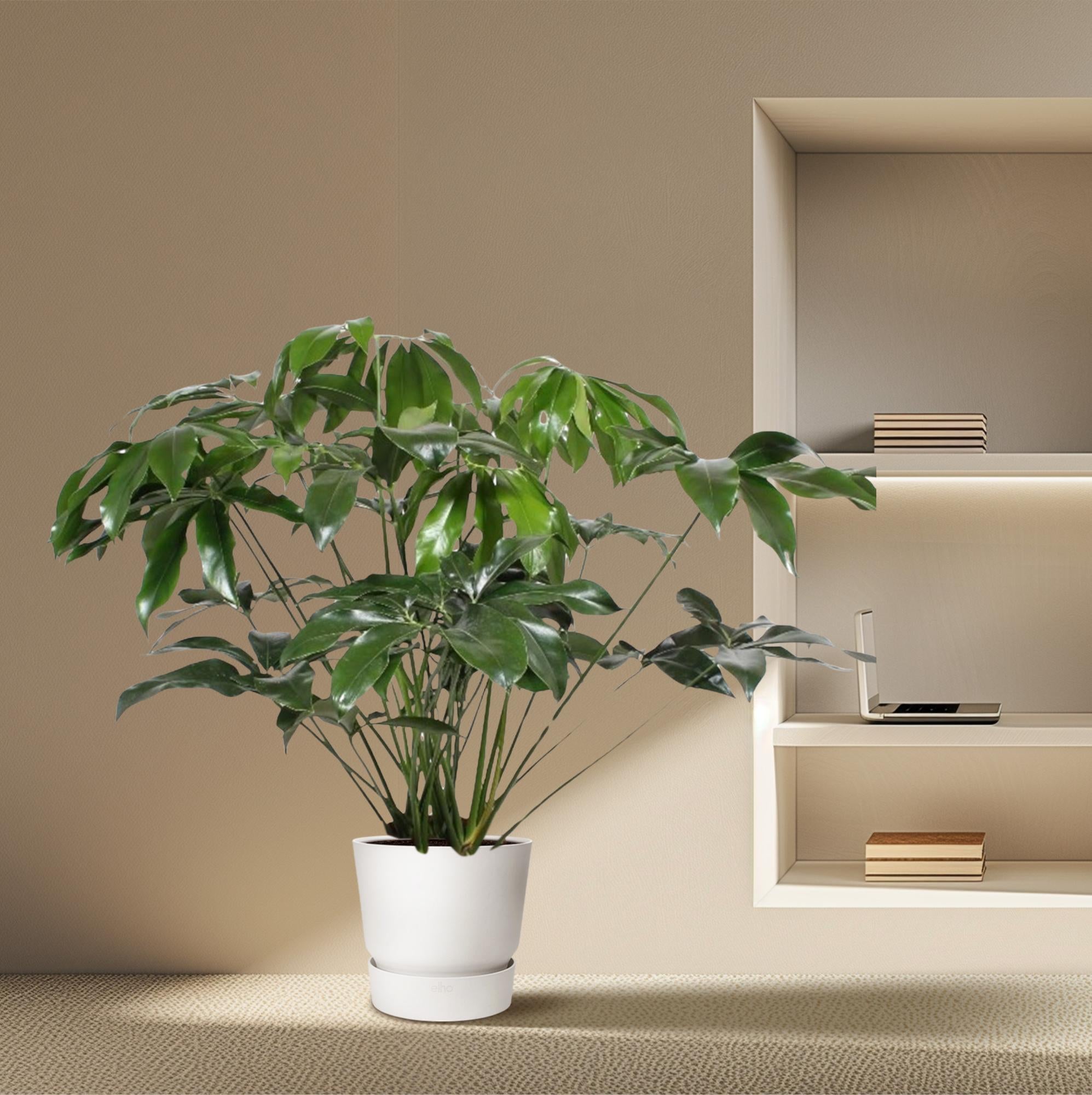 Philodendron Green Wonder - 140 cm - ø34 - XXLplant
