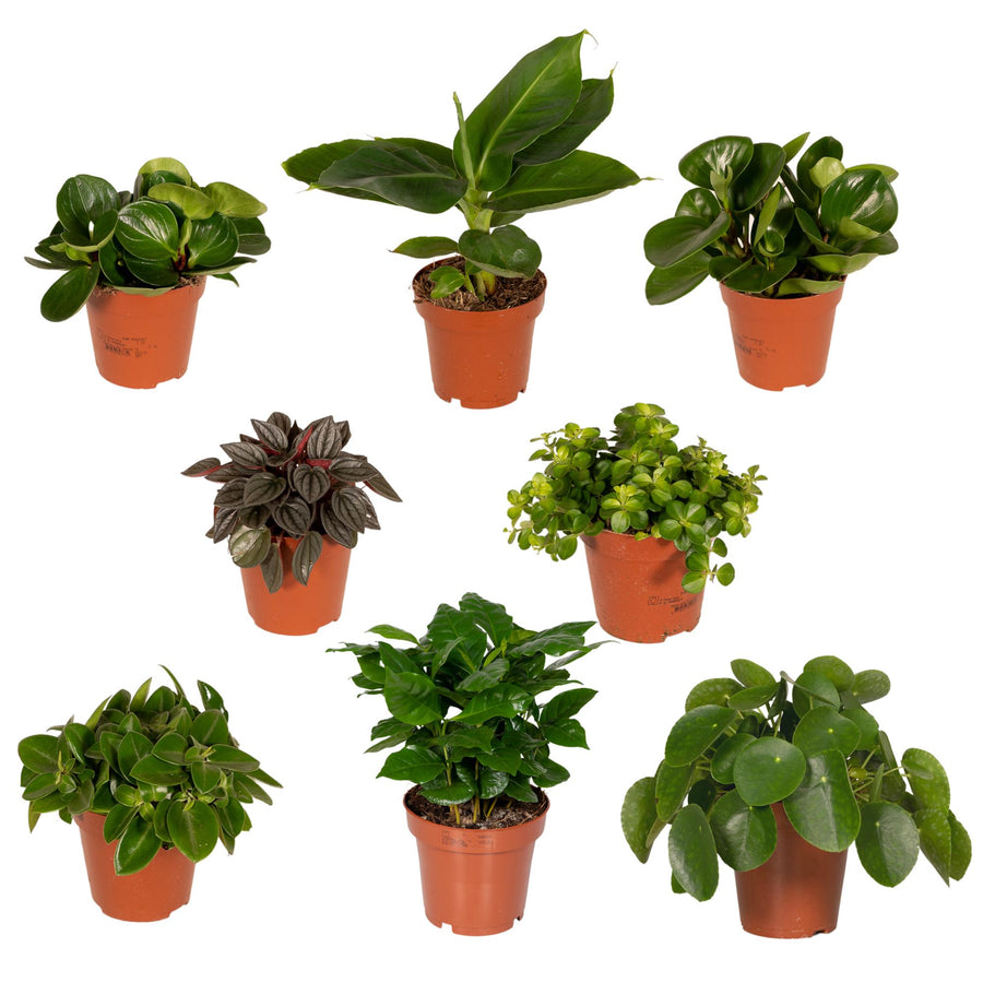 Verrassingsbox kamerplanten (8 planten, pot ø12 cm)