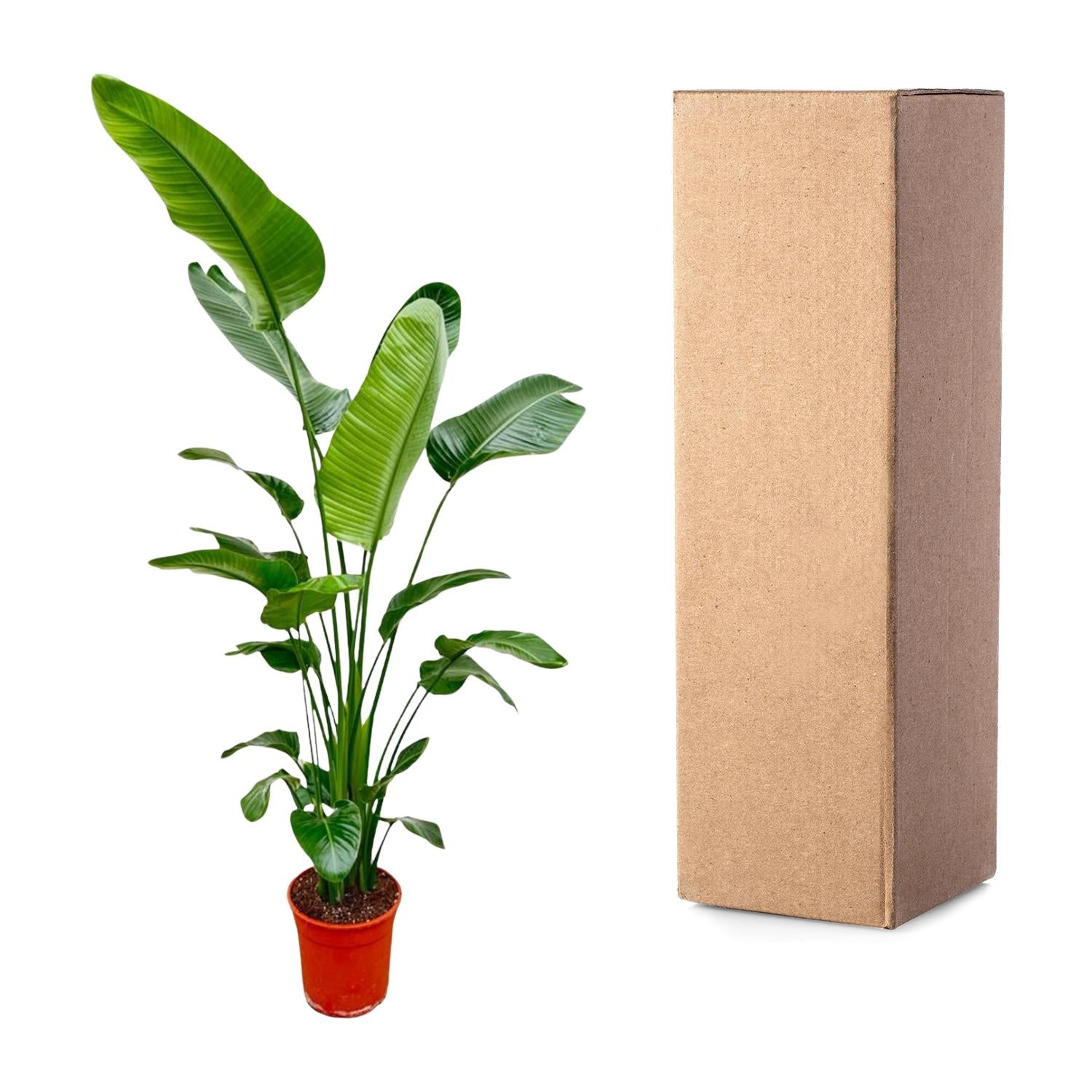 Strelitzia Nicolai plant with large dark green leaves next to a tall cardboard box.