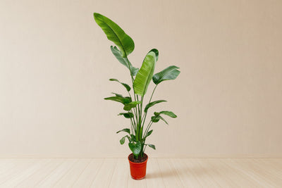 Strelitzia nicolai (uccello del paradiso bianco) 190 cm di altezza, vaso ø27 cm