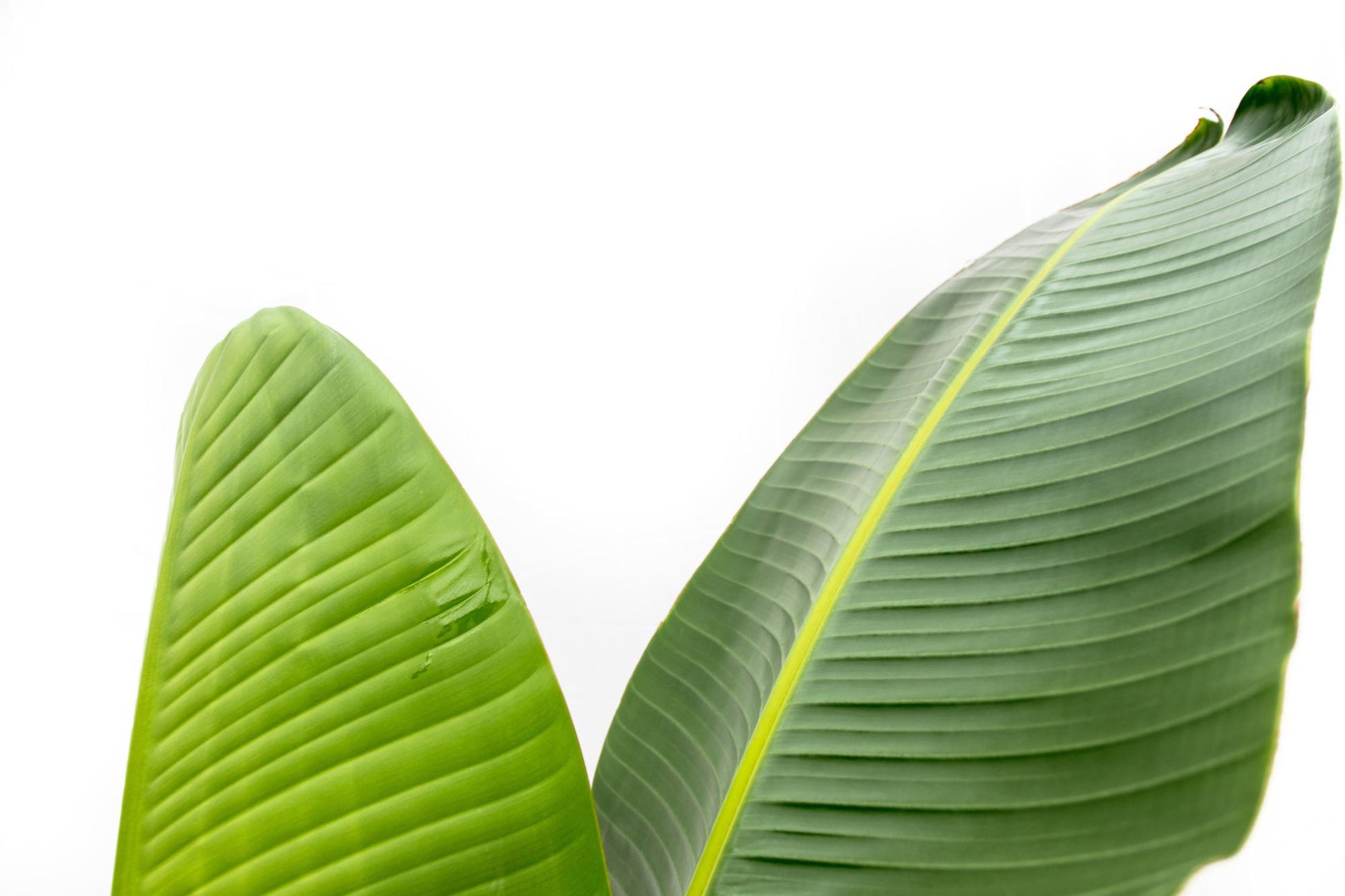 Strelitzia Augusta - 210cm - ⌀30 - XXLplant