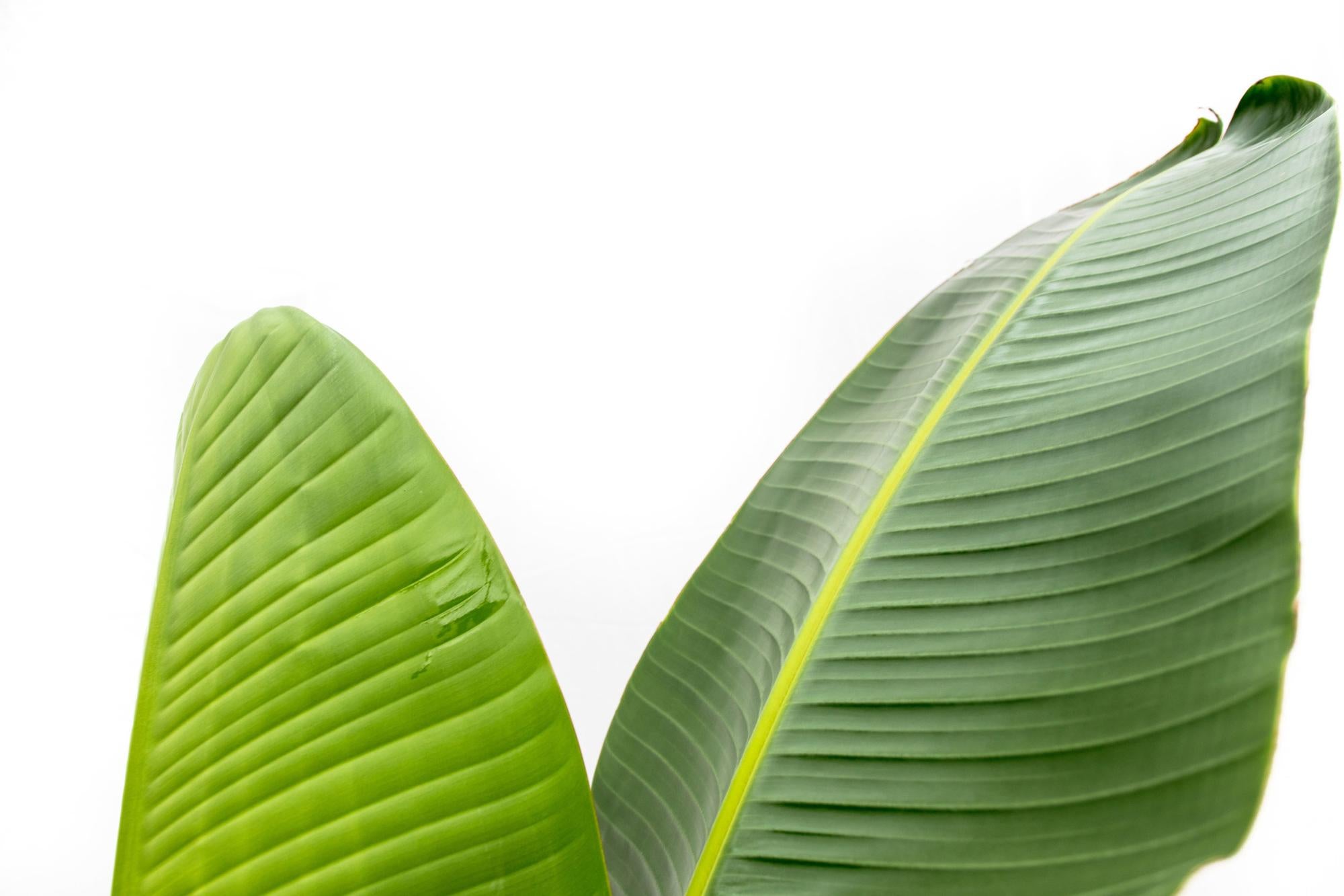 Strelitzia Augusta - 210cm - ⌀30 - XXLplant