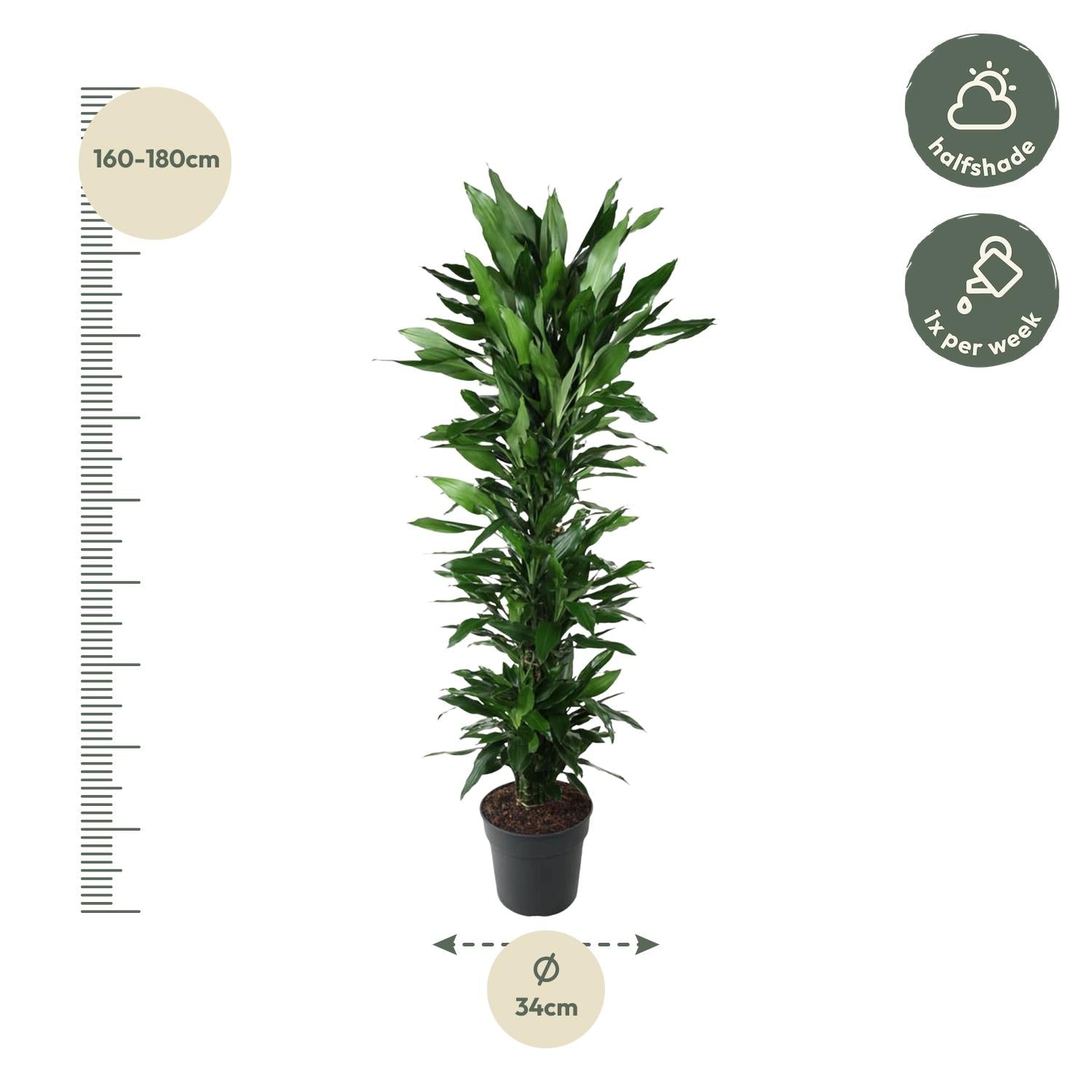 Drakenbloedboom Janet Lind vertakt (Dracaena) 170 cm hoog, pot ø34 cm