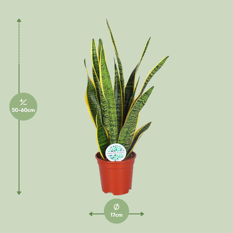 Bogenhanf (Sansevieria trifasciata 'Laurentii') 60 cm hoch, Topf ø17 cm