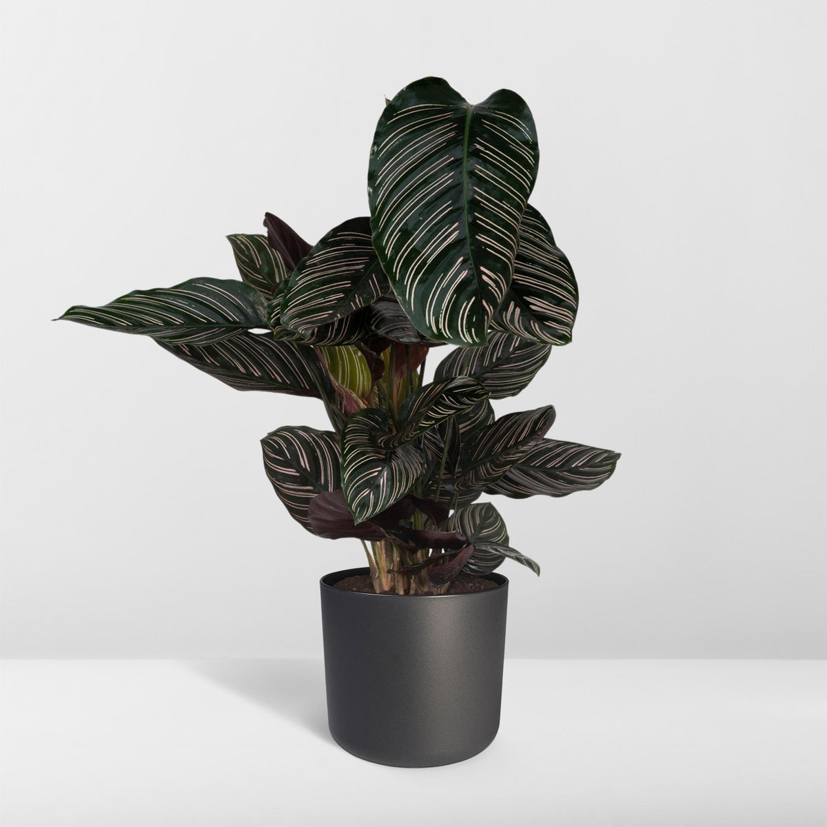 Kalatea 75 cm wysokości, doniczka ø19 cm