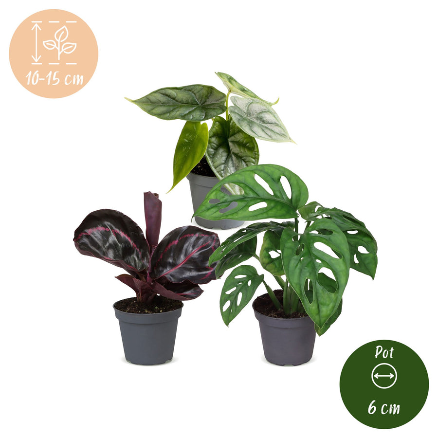 Baby Jungle Mix (3 Pflanzen, Topf ø6 cm)