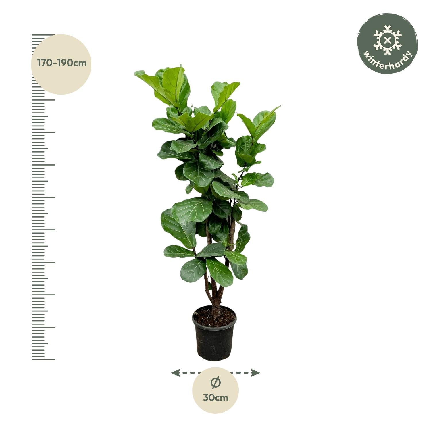Ficus Lyrata vertakt 150cm in pot ø32cm bij XXLplant