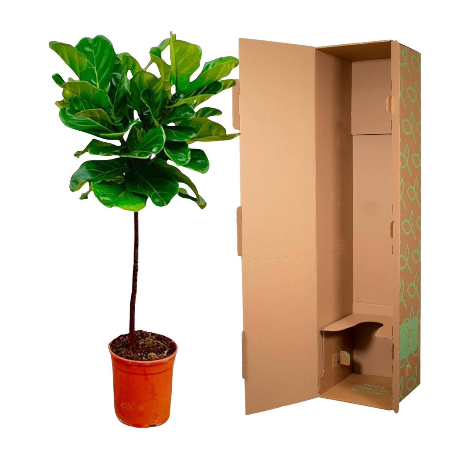 Ficus Lyrata-Stamm - 130 cm - ø24