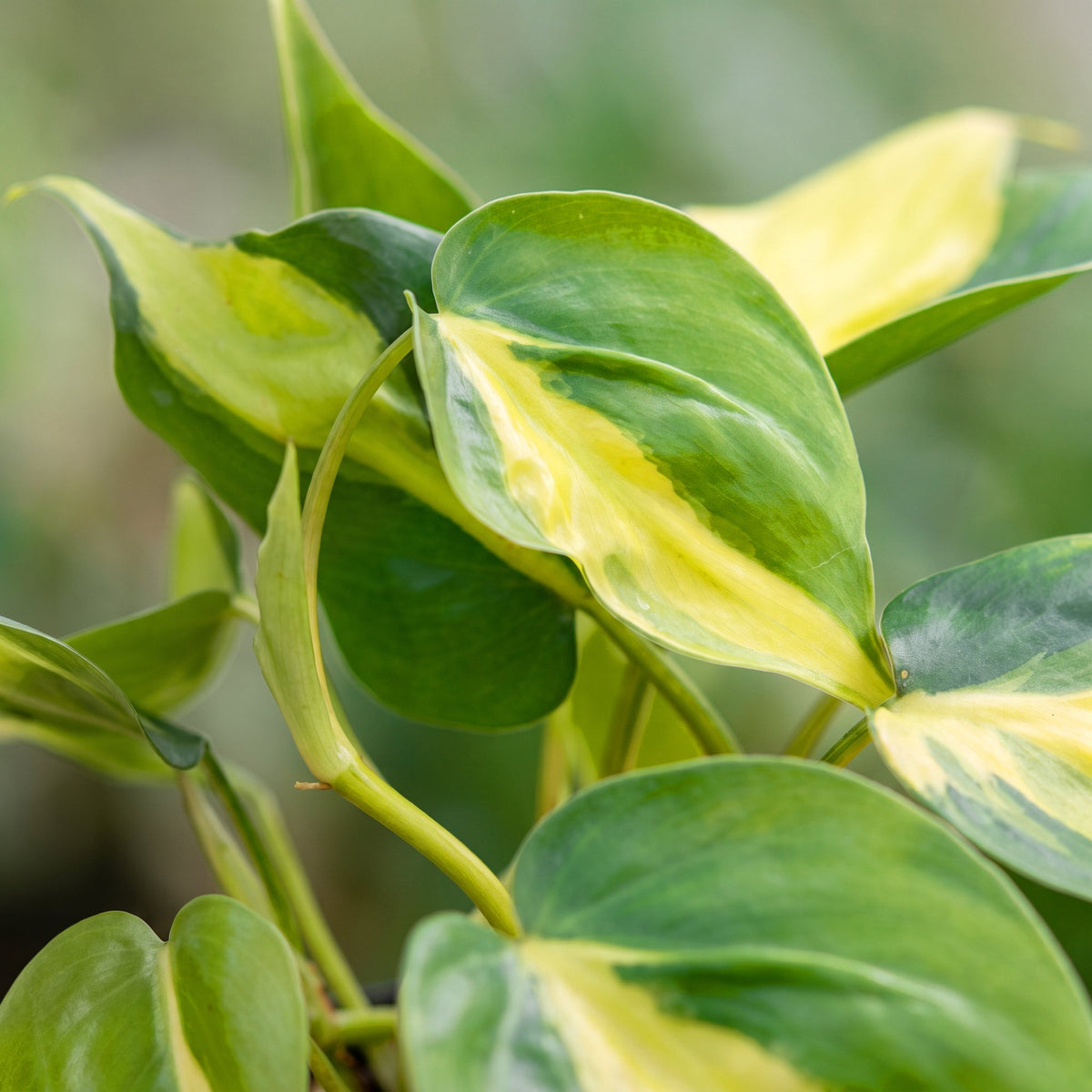 Philodendron hederaceum 'Brasil'