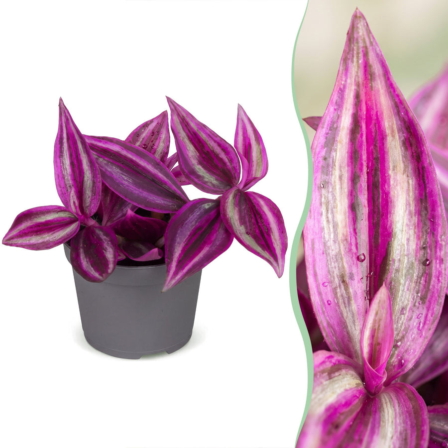 Trzykrotka (Tradescantia 'Pink Paradise') 5 cm wysokości, doniczka ø6 cm