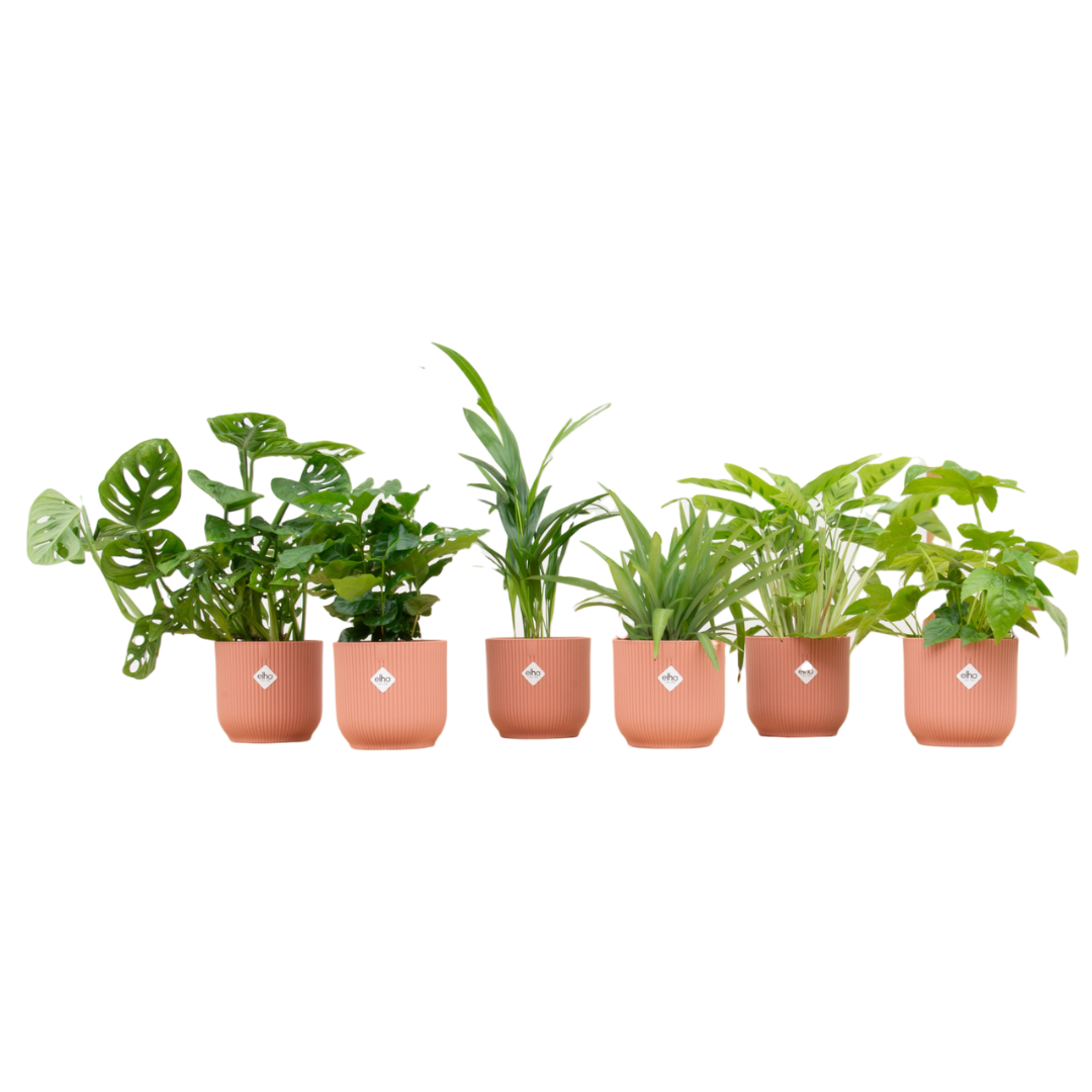 Verrassingsbox 6 planten met bloempot elho Vibes Fold roze ø14 cm