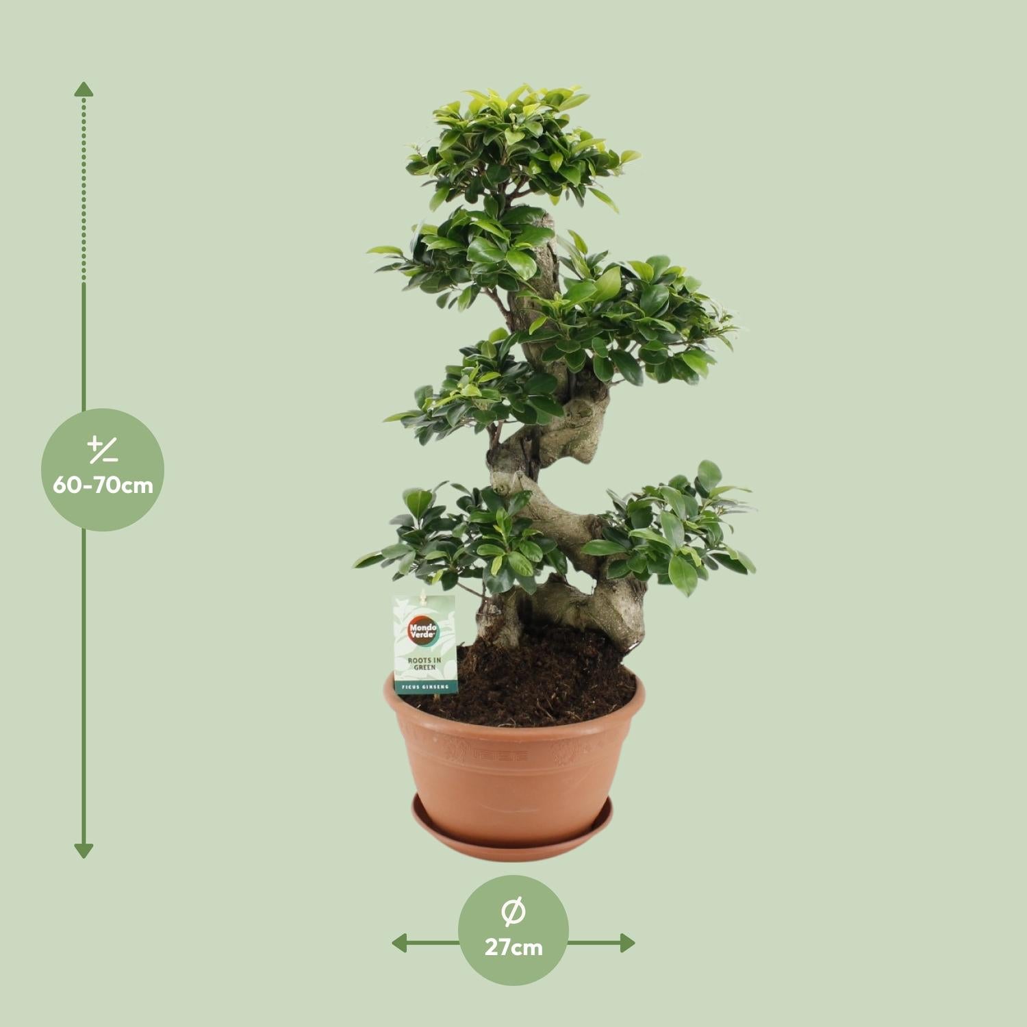 Ficus Ginseng (bonsai-vijg) 70 cm hoog, pot ø27 cm