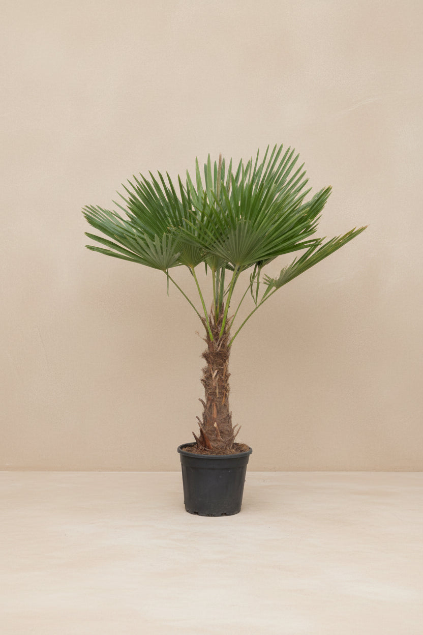Trachycarpus Fortunei potted palm with fan-shaped leaves and rough trunk.