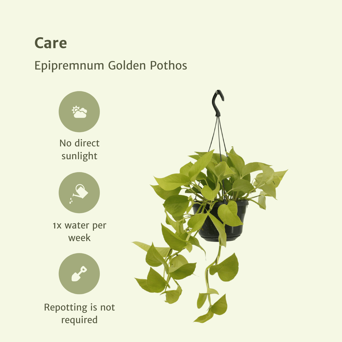Epipremnum aureum 'Golden Pothos'