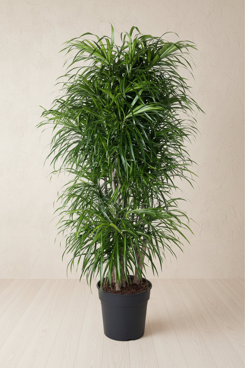Dracaena Anita verzweigt - 160 cm - ø34